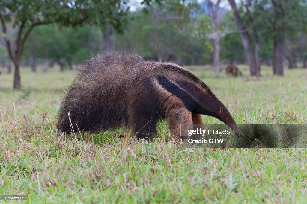 Giant Anteater (Myrmecophaga tridactyla), Mato Grosso, Brazil