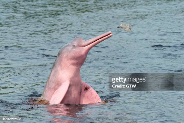 amazon river dolphin, boto or pink amazon dolphin (inia geoffrensis), hunting in the rio negro, manaus, amazonas state, brazil - boto river dolphin stock-fotos und bilder