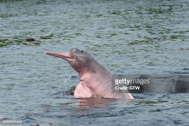 amazon river dolphin, boto or pink amazon dolphin (inia geoffrensis), rio negro, manaus, amazonas state, brazil - boto river dolphin imagens e fotografias de stock