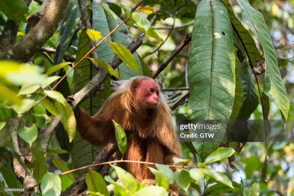 Red Bald-headed Uakari, also known as British Monkey (Cacajao calvus rubicundus), Amazonas State, Brazil