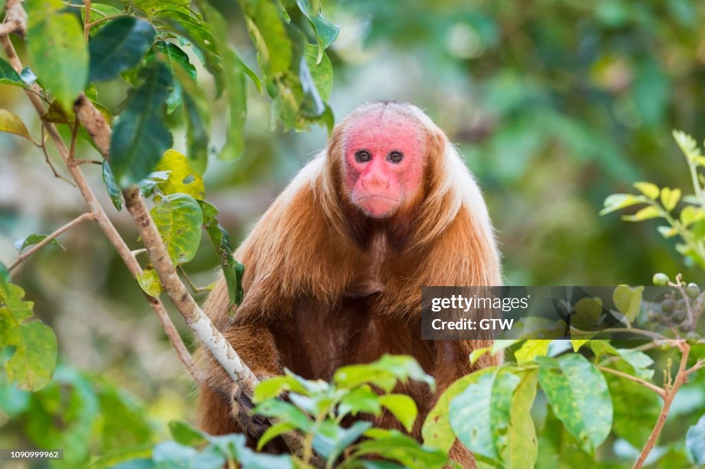 Red Bald-headed Uakari, also known as British Monkey (Cacajao calvus rubicundus), Amazonas State, Brazil