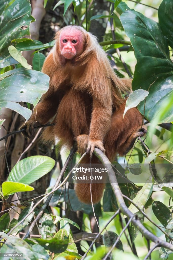 Red Bald-headed Uakari, also known as British Monkey (Cacajao calvus rubicundus), Amazonas State, Brazil