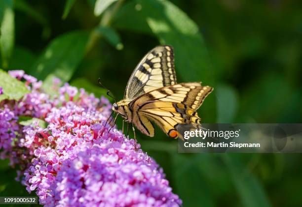 swallowtail (papilio machaon), on flowers of buddleja davidii (buddleja davidii), germany - old world swallowtail stock pictures, royalty-free photos & images