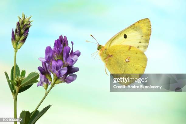 pale clouded yellow (colias hyale), in flight, on a flower, alfalfa (medicago sativa), germany - medicago sativa stock pictures, royalty-free photos & images