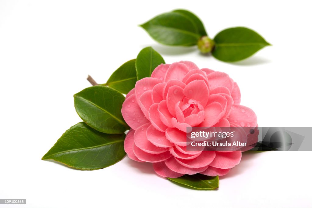 Pink camellia with raindrops