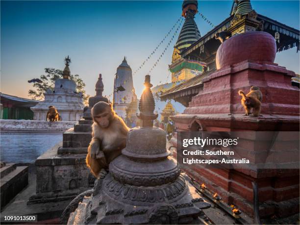 swayambunath temple at dawn, with the holy monkey's very active in the courtyard area, kathmandu, nepal - swayambhunath stock pictures, royalty-free photos & images