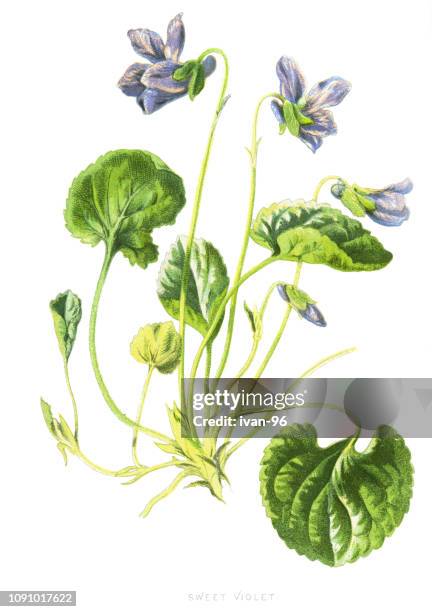 sweet violet - viola odorata stock illustrations