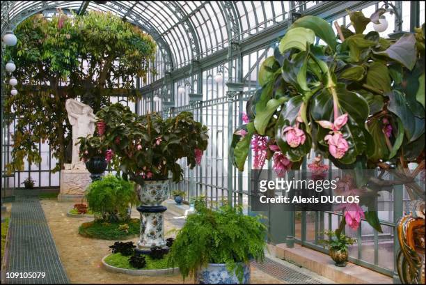 Laeken Royal Palace Glasshouses On September 4Th, 2002 In Brussels, Belgium . The "Embar, Medinilla Magnificat Flowers. In The Background, A Statue...