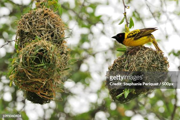 village weaver buidling its nest - weaverbird stock pictures, royalty-free photos & images