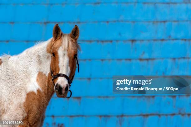 cheval sur mur bleu - mur bleu stock pictures, royalty-free photos & images