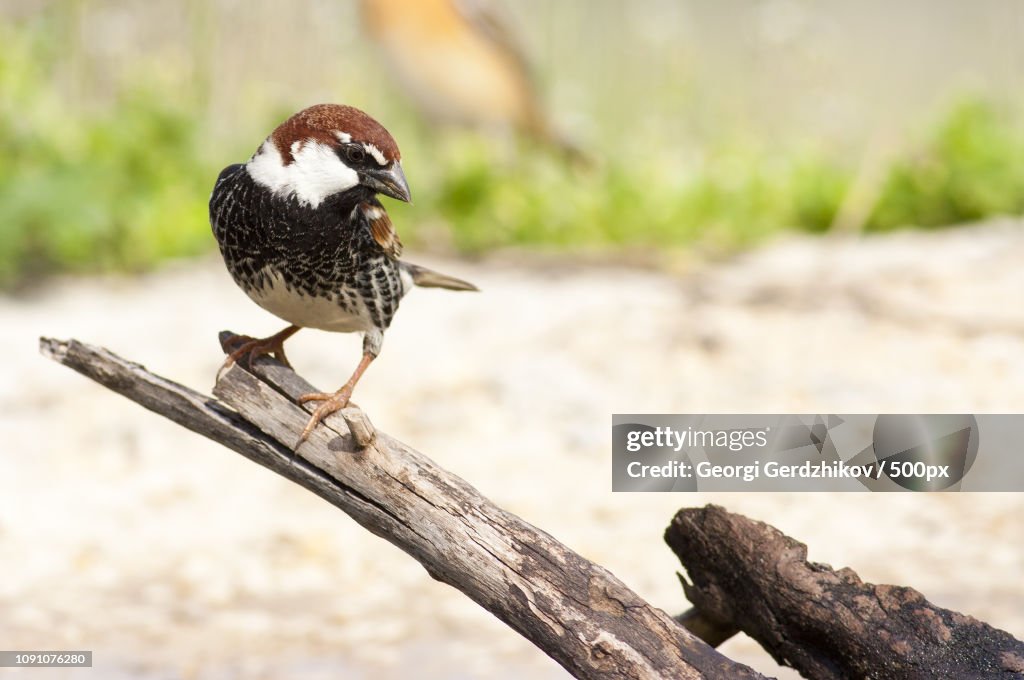 Spanish Sparrow