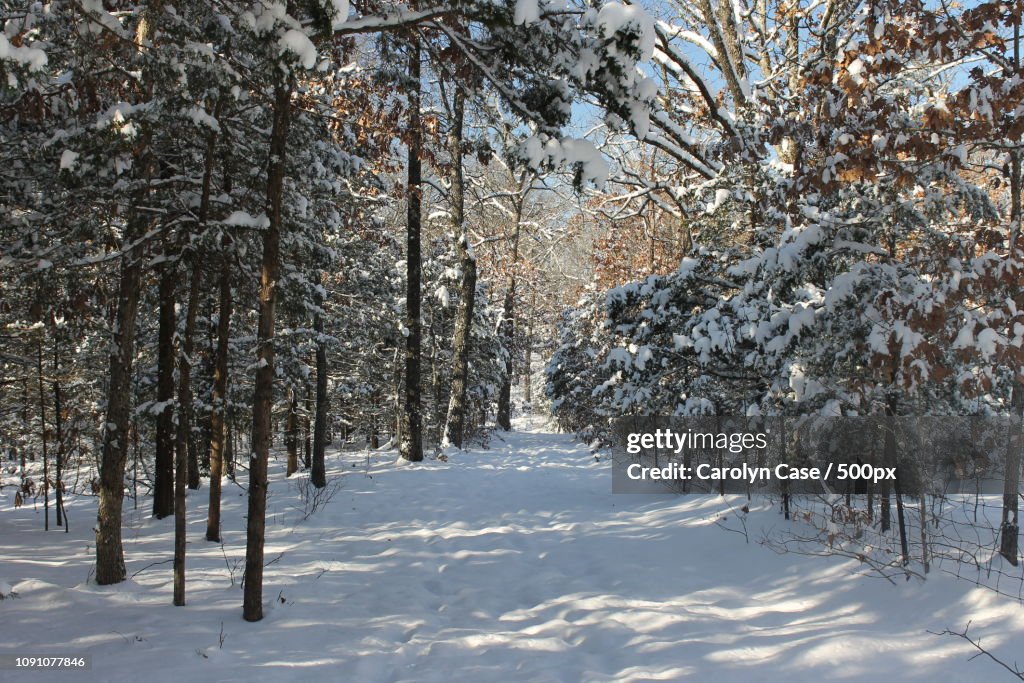 Winter Path