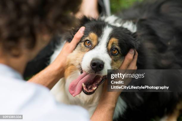 4 296点のオーストラリアンシェパードのストックフォト Getty Images 4 296点のオーストラリアンシェパードのストックフォト Getty Images