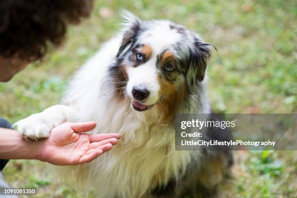 learning tricks - australian shepherd dogs stock pictures, royalty-free photos & images