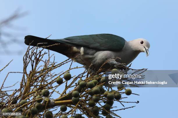green imperial-pigeon, ducula aenea, feeding on palm fruit - pigeon ducula stock pictures, royalty-free photos & images