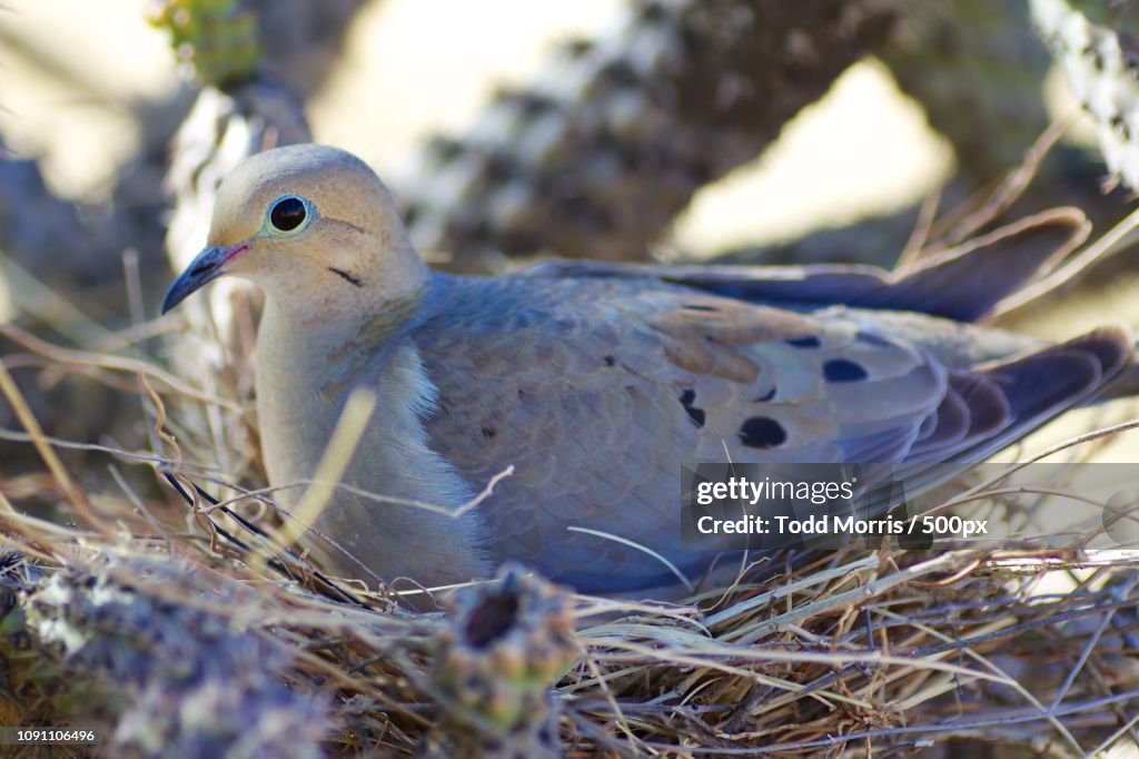 Mama Dove