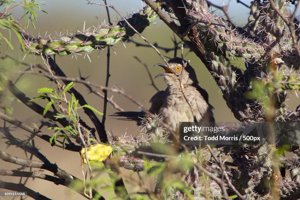 Thrasher in a Cactus