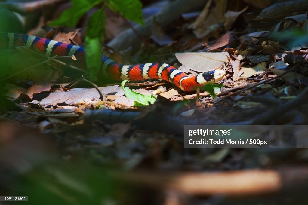 Scarlet King Snake