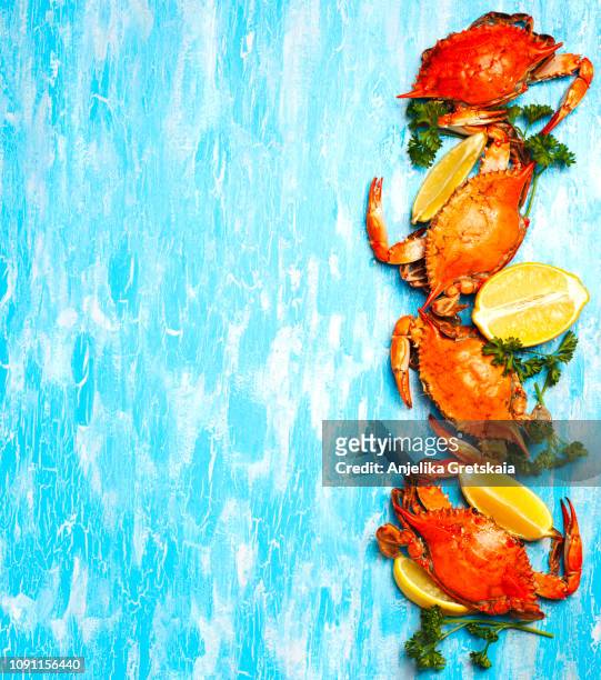 cooked crabs on blue background - crab legs stock-fotos und bilder