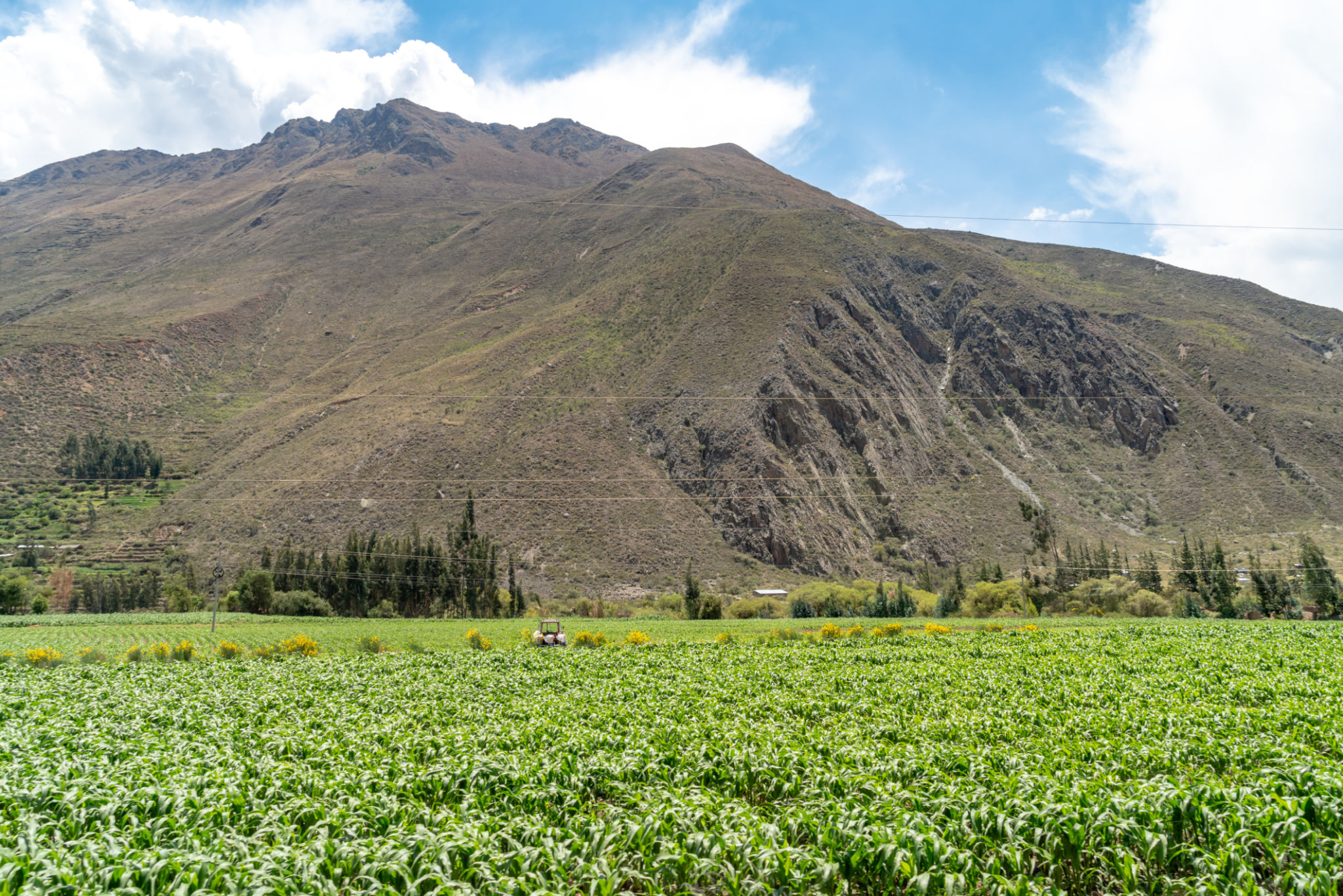 peruvian asparagus field