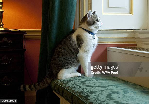 Larry', the new Downing Street cat, gazes through a window of Number 10 Downing Street on February 15, 2011 in London, England. It is hoped that...