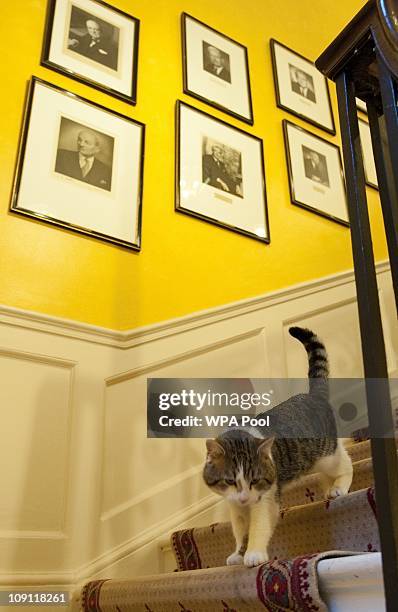 Larry', the new Downing Street cat, on the stairs of Number 10 Downing Street on February 15, 2011 in London, England. It is hoped that British Prime...