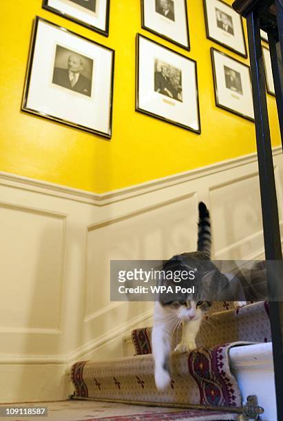 Larry', the new Downing Street cat, on the stairs of Number 10 Downing Street on February 15, 2011 in London, England. It is hoped that British Prime...