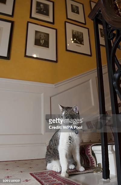 Larry', the new Downing Street cat, on the stairs of Number 10 Downing Street on February 15, 2011 in London, England. It is hoped that British Prime...