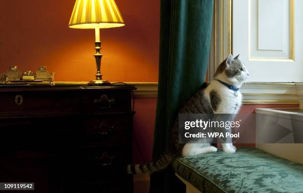 Larry', the new Downing Street cat, gazes through a window of Number 10 Downing Street on February 15, 2011 in London, England. It is hoped that...