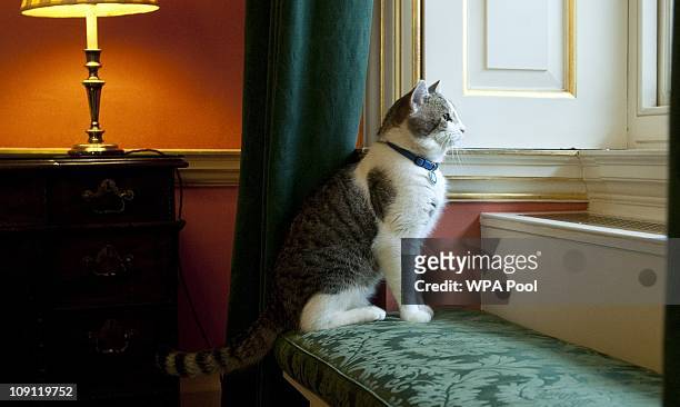 Larry', the new Downing Street cat, gazes through a window of Number 10 Downing Street on February 15, 2011 in London, England. It is hoped that...