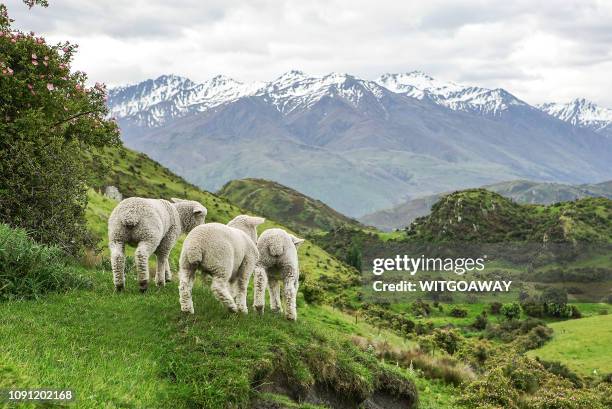 baby lamb with beautiful landscape,south island, new zealand - wanaka stockfoto's en -beelden