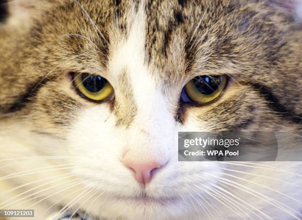 Larry', the new Downing Street cat, at Number 10 Downing Street on February 15, 2011 in London, England. It is hoped that British Prime Minister...