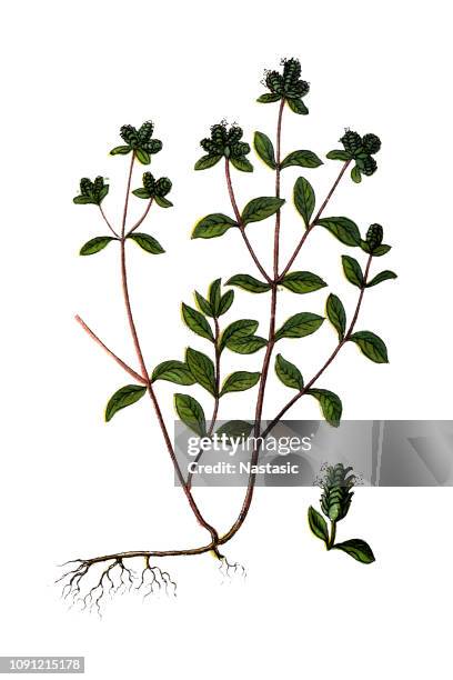 origanum majorana ,marjoram , pot marjoram ,sweet marjoram and knotted marjoram - origanum majorana stock illustrations