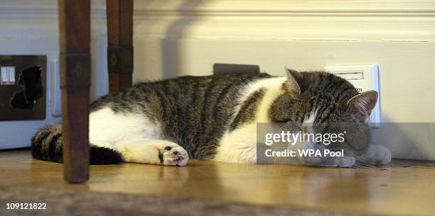 Larry', the new Downing Street cat, takes a nap at Number 10 Downing Street on February 15, 2011 in London, England. It is hoped that British Prime...
