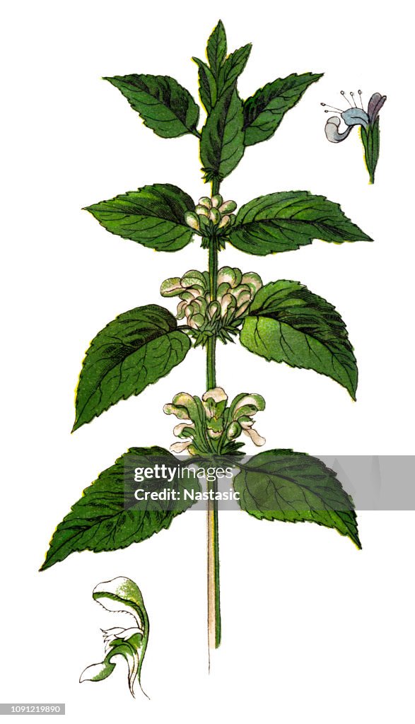 Lamium Album, gemeinhin als weiße Nessel oder weißen Toten-Brennnessel