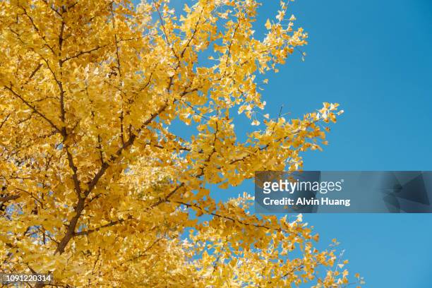 yellow ginkgo leaves with blue sky background at " showa kinen memorial park " in autumn, japan - ginkgo stockfoto's en -beelden