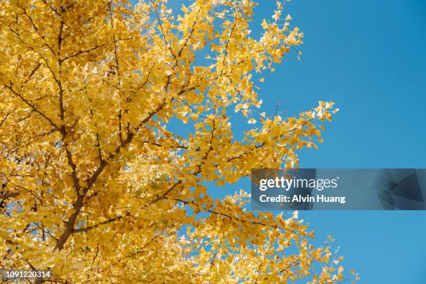 yellow ginkgo leaves with blue sky background at " showa kinen memorial park " in autumn, japan - ginkgo tree - fotografias e filmes do acervo