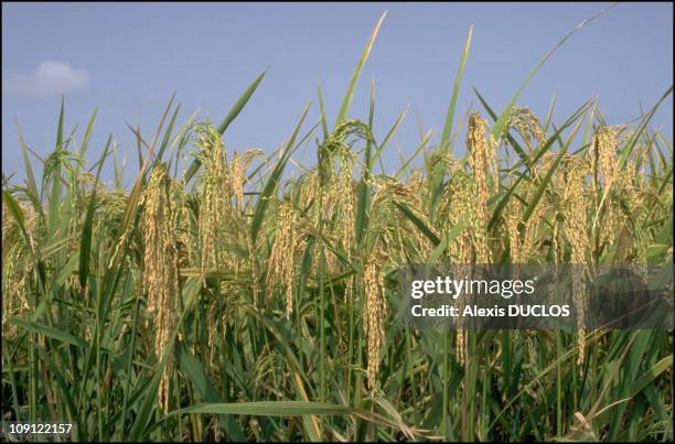 Africa Rice Center Photos and Premium High Res Pictures - Getty Images
