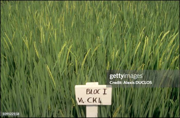 Africa Rice Center Photos and Premium High Res Pictures - Getty Images