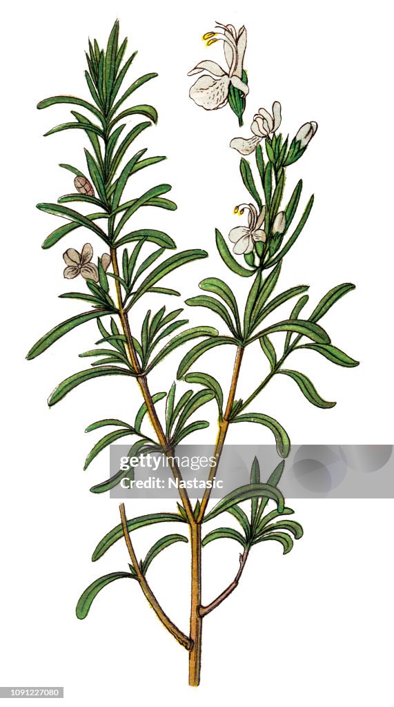 Rosmarinus officinalis, comúnmente conocida como Romero
