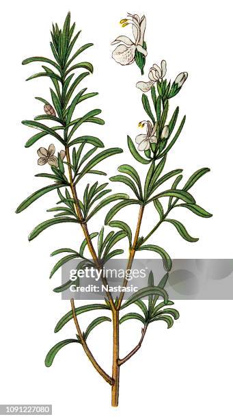 ilustraciones, imágenes clip art, dibujos animados e iconos de stock de rosmarinus officinalis, comúnmente conocida como romero - rosemary