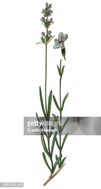 lavandula (common name lavender) - seringa stock illustrations