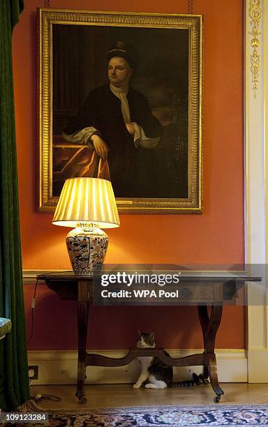 Larry', the new Downing Street cat, hides away from the media attention at Number 10 Downing Street on February 15, 2011 in London, England. It is...