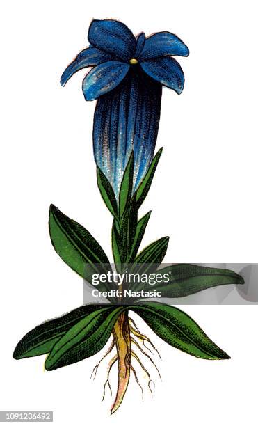 gentiana acaulis, stengellose enzian - herbstenzian stock-grafiken, -clipart, -cartoons und -symbole