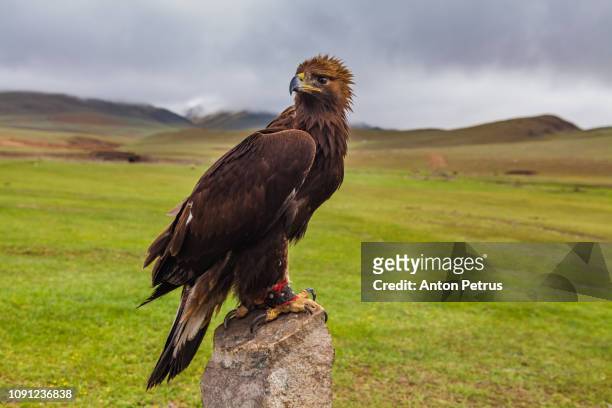 portrait of a golden eagle against a dramatic landscape. - endangered species bird stock pictures, royalty-free photos & images
