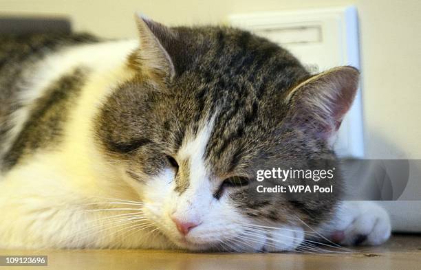 Larry', the new Downing Street cat, takes a nap at Number 10 Downing Street on February 15, 2011 in London, England. It is hoped that British Prime...