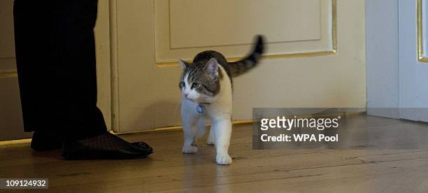 Larry', the new Downing Street cat, at Number 10 Downing Street on February 15, 2011 in London, England. It is hoped that British Prime Minister...