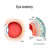 Eye anatomy. Rod cells and cone cells.