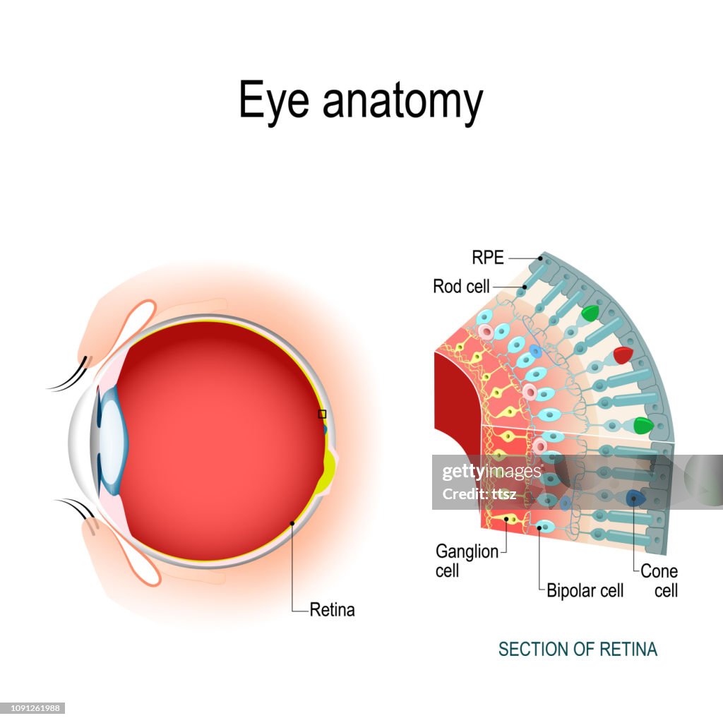 Eye anatomy. Rod cells and cone cells.
