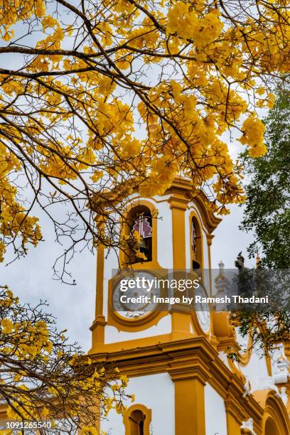 yellow ipe tree (handroanthus ochraceus) in front of a baroque church - ipe yellow stock pictures, royalty-free photos & images